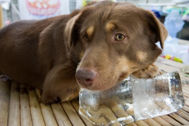 狗狗吃冰塊好處