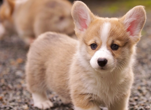 狗狗便秘吃什麼水果 狗狗便秘吃什麼水果