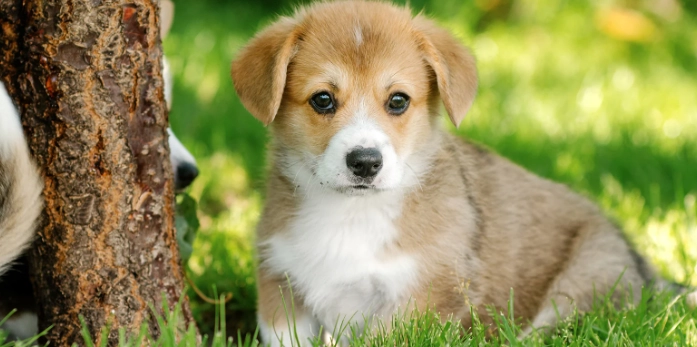 犬隻吞異物處理