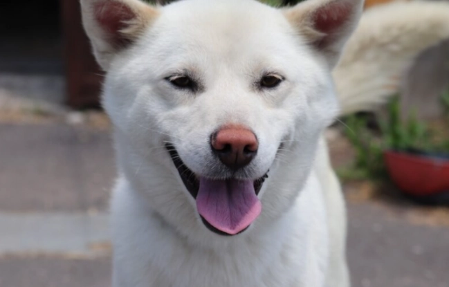 老鼠藥中毒症狀 老鼠藥中毒症狀