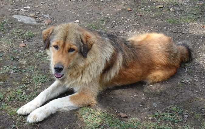 漂白水拖地對狗有害嗎 漂白水拖地對狗有害嗎