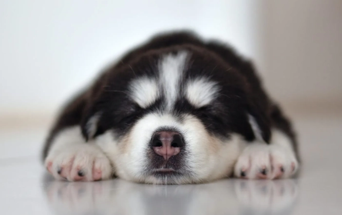 狗吃優格安全嗎