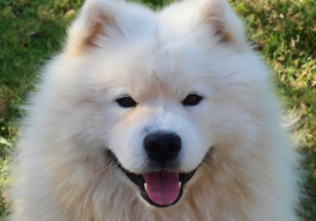 狗狗吃黃連安全嗎