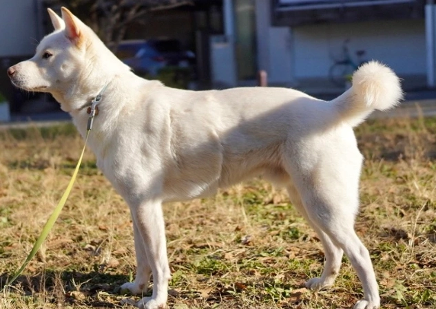 防止狗在門口尿尿