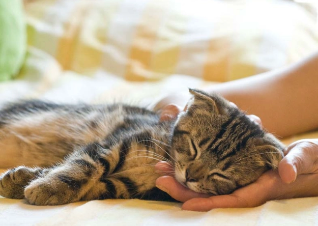 貓咪舔酒精症狀