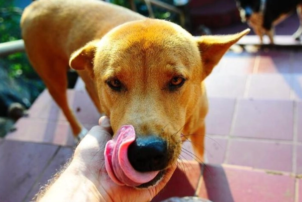 杏子对狗有害吗