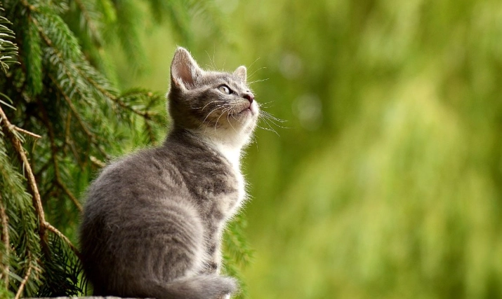 貓中毒預防 貓中毒預防