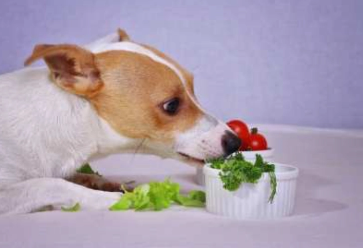 狗狗腎臟病飲食