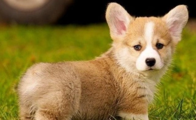 狗狗 吃 火龍果 狗狗 吃 火龍果