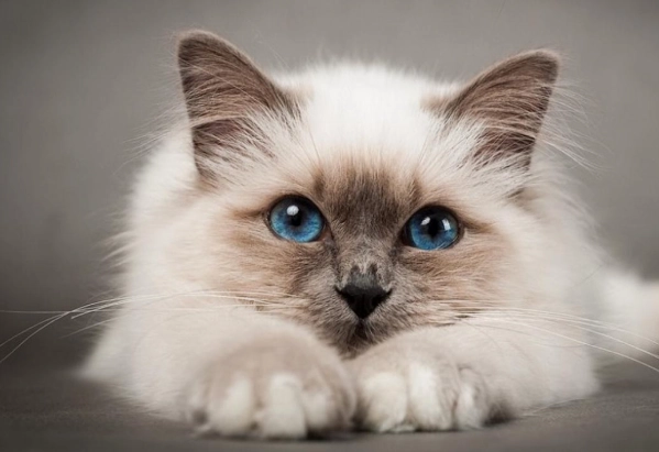 貓咪誤食人類藥物 貓咪誤食人類藥物