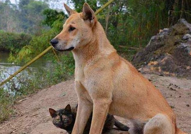 腎臟病狗可以吃水果嗎