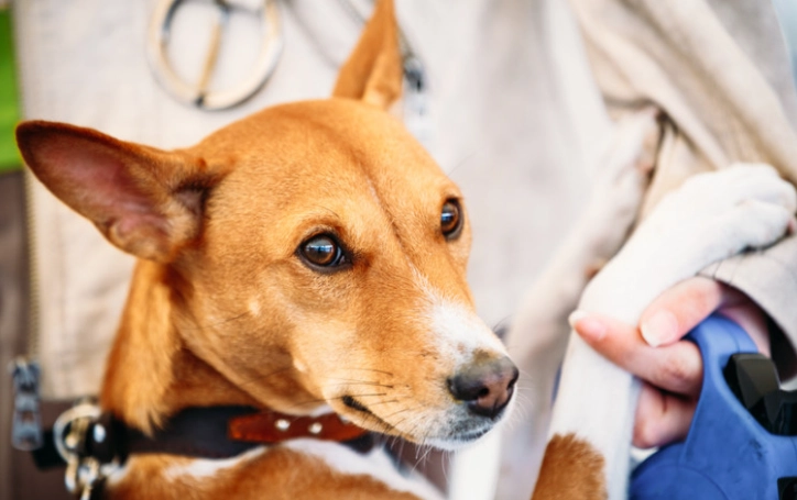 昆布對狗狗的好處