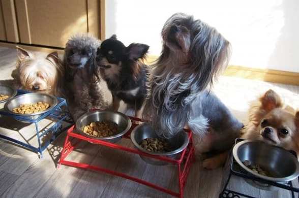 狗狗吃雞蛋好處