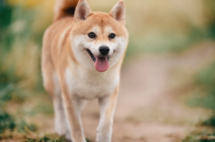 狗狗吃八仙果安全嗎