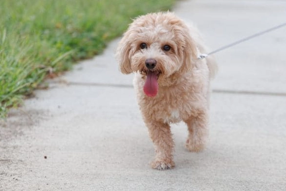 狗狗腳冰冷原因