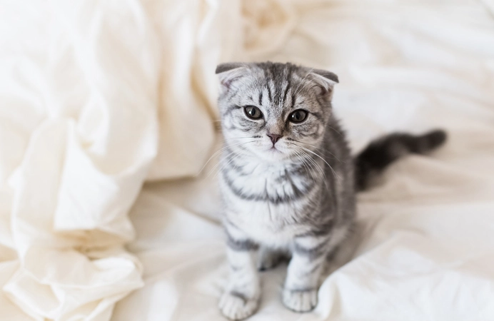 防止猫接触漂白水 防止猫接触漂白水