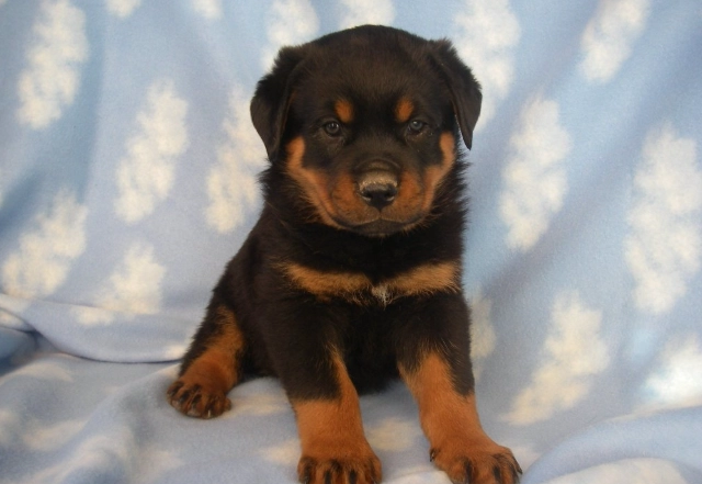 狗狗吃杏注意事项