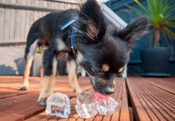 狗狗吃冰塊好處