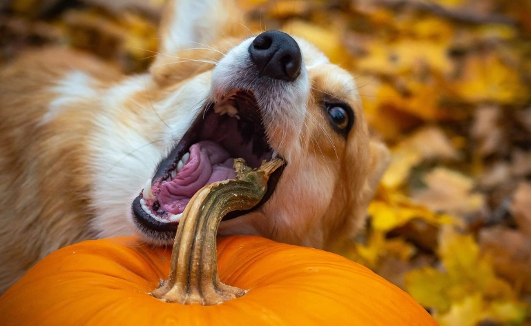 狗南瓜餵食方法 狗南瓜餵食方法
