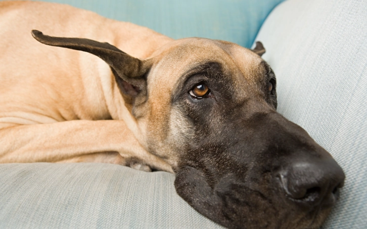 狗狗洗胃後護理