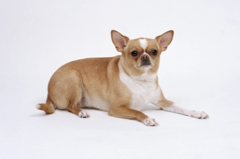 雞骨頭對狗的危害