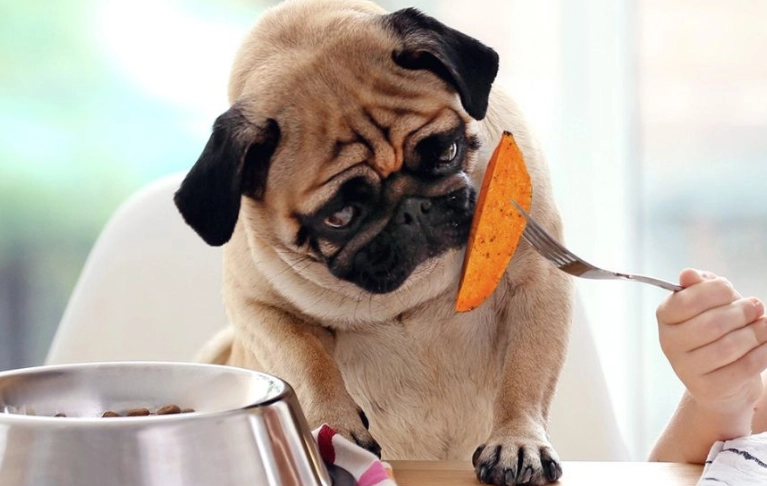 狗南瓜餵食方法 狗南瓜餵食方法