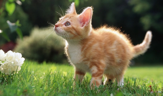 貓咪吃人食症狀