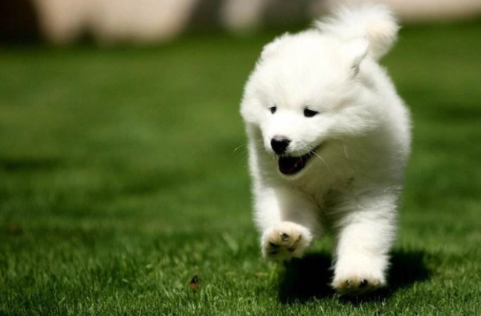 狗狗吃車厘茄安全嗎 狗狗吃車厘茄安全嗎