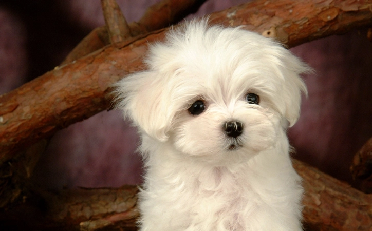 車厘茄對狗狗的影響 車厘茄對狗狗的影響