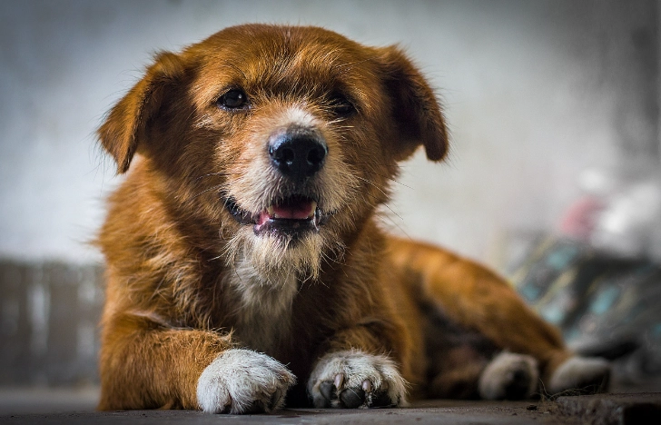 車厘茄對狗狗的影響 車厘茄對狗狗的影響