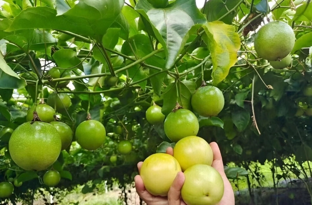 狗百香果好處 狗百香果好處