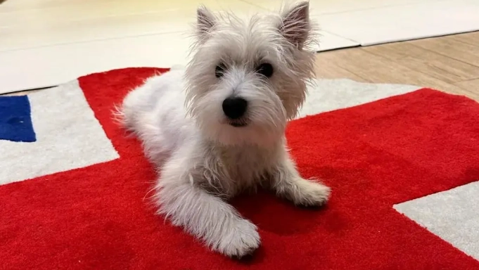 寵物營養師培訓