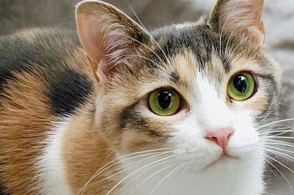 鮭魚對貓的好處 鮭魚對貓的好處