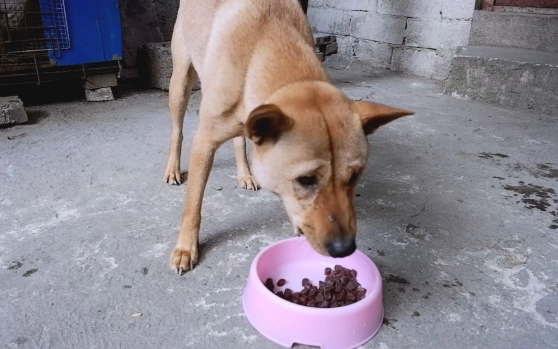 黃豆對狗的好處