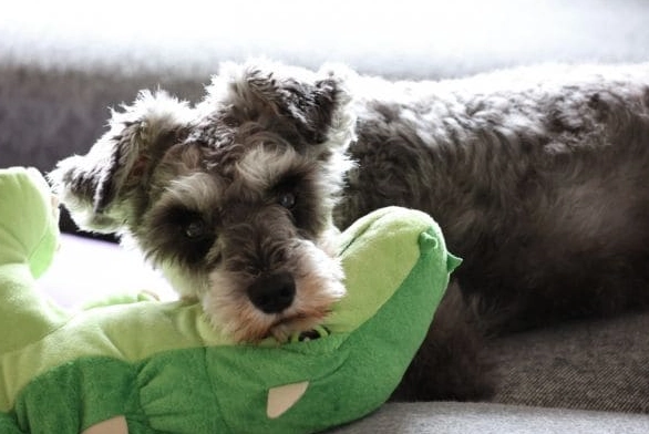 豆角對狗狗有害嗎