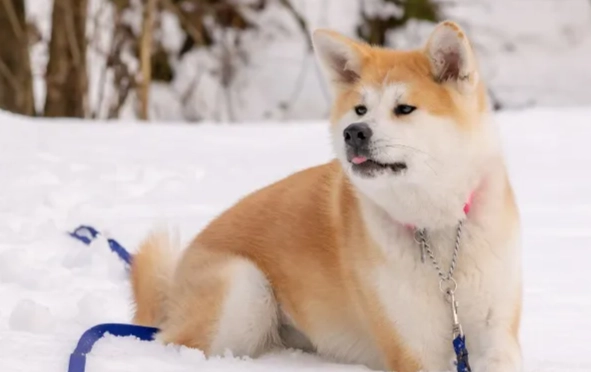 狗狗洗胃後護理