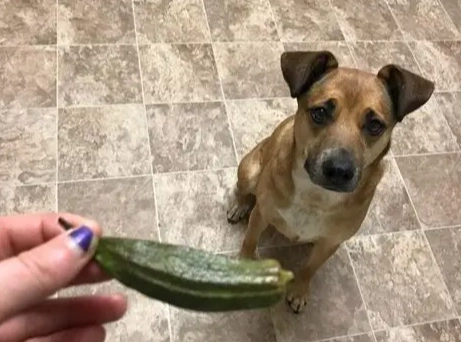 秋葵對狗狗的影響 秋葵對狗狗的影響