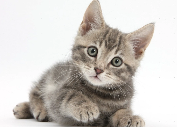 寵物藥物中毒 寵物藥物中毒