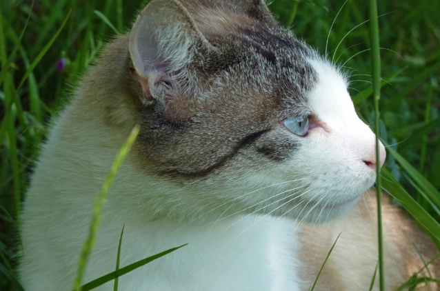 寵物急救處理 寵物急救處理