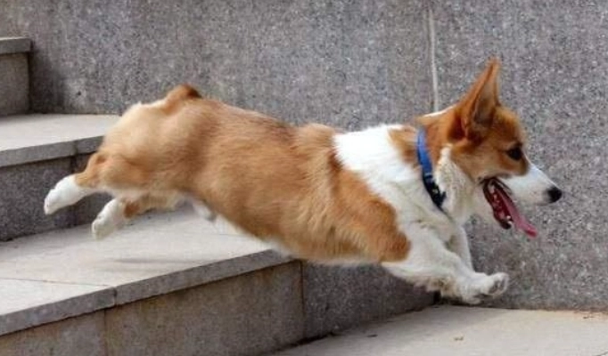 魚皮對狗狗的影響