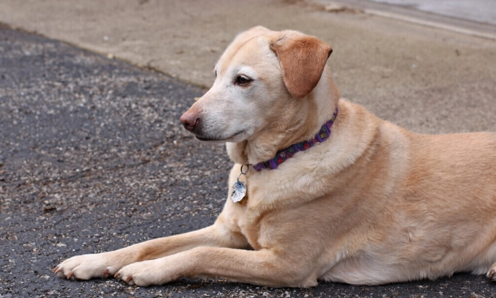 洋蔥對狗的毒性 洋蔥對狗的毒性