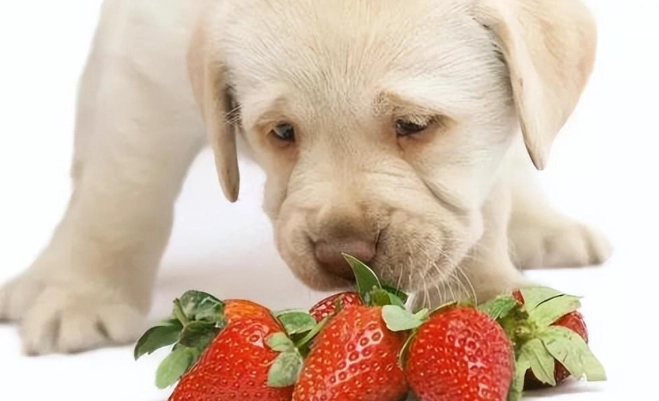 狗狗吃草莓好處
