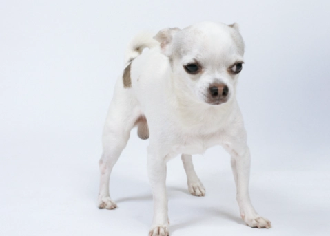 雞骨頭對狗的危害