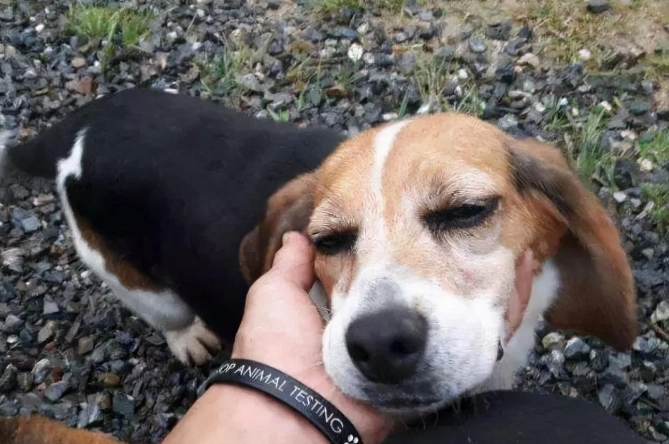 狗狗吃蘋果好處