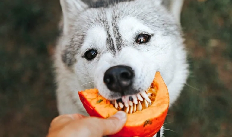 狗南瓜好處 狗南瓜好處