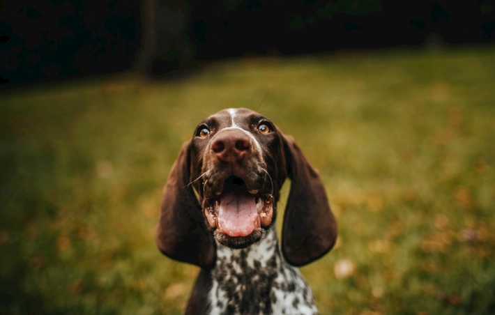 狗喝豆漿安全 狗喝豆漿安全