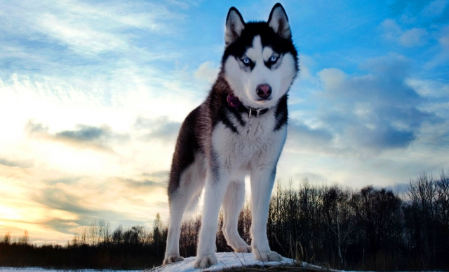 狗狗門口尿尿訓練