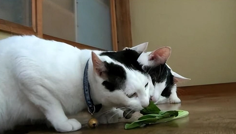 地瓜葉貓咪 地瓜葉貓咪