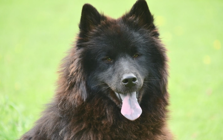 狗喝豆漿安全 狗喝豆漿安全