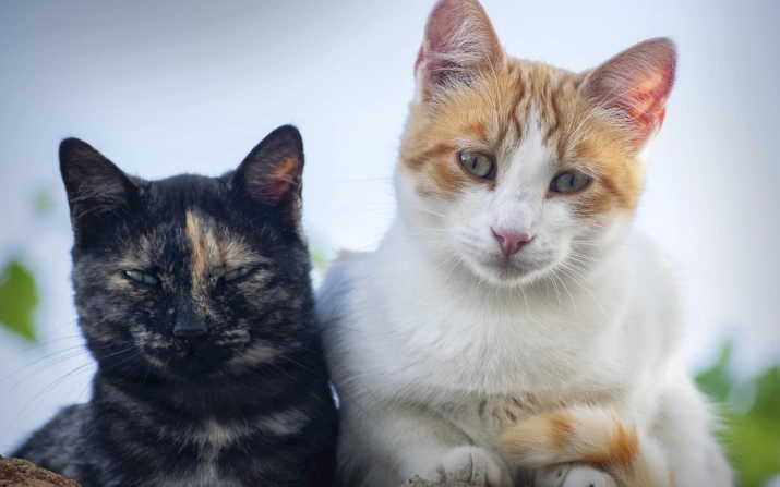 貓咪飲食禁忌 貓咪飲食禁忌